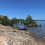 Appel à lettres d’intentions pour le Hotspot de biodiversité Madagascar et les îles de l’Océan Indien (MADIO) Petites subventions