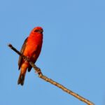 Appel à lettres d’intentions pour le Hotspot de biodiversité Madagascar et les îles de l’Océan Indien (MADIO)