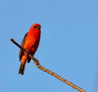 Appel à lettres d’intentions pour le Hotspot de biodiversité Madagascar et les îles de l’Océan Indien (MADIO)